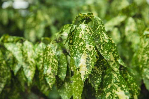 Colorful plant leaves with blots in summer park