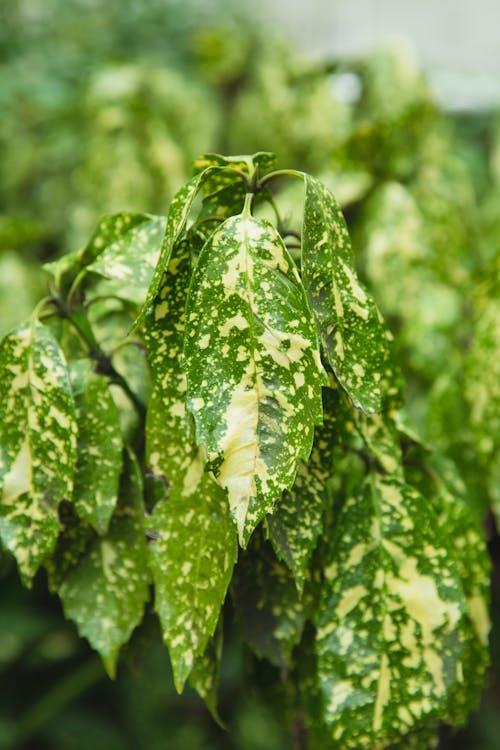 Green plant leaves with spots in summer garden