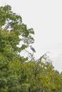 Ardea on tree twig in summer park