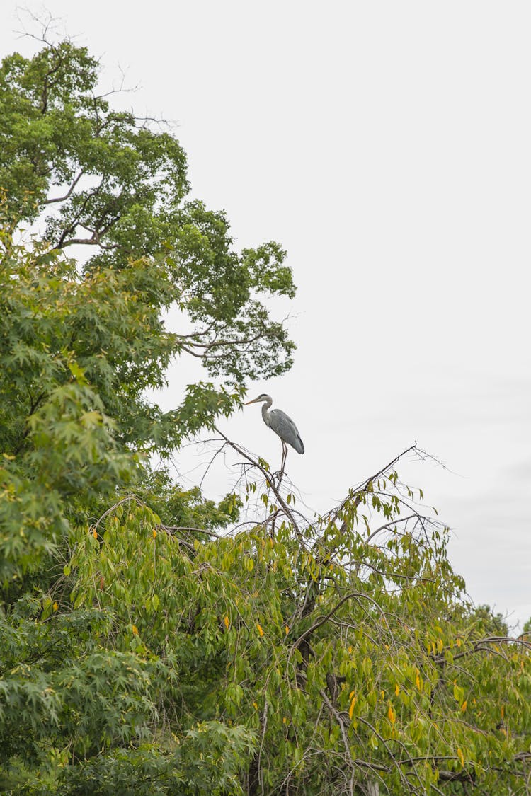 Ardea On Tree Twig In Summer Park