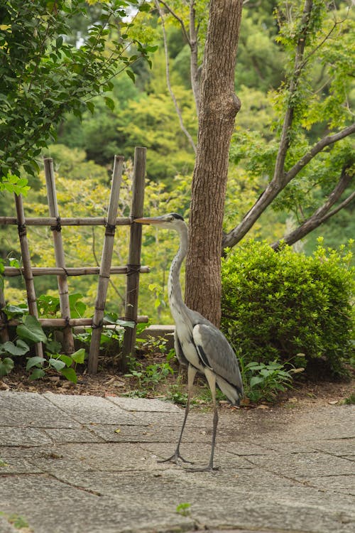 Big carnivorous bird with long legs standing on pathway against green trees in park