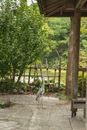 Ardea on pathway against pond and trees in park