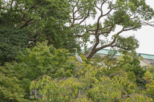 Graceful heron perching on tree branch