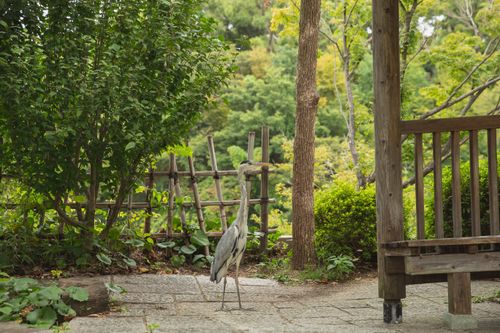 Free Wading bird with gray plumage standing near wooden fence among overgrown trees in park Stock Photo