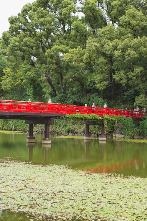 People walking on bridge under calm green pond surrounded by trees with green foliage in Osaka