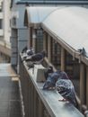 Cute pigeons sitting on railing of bridge in city