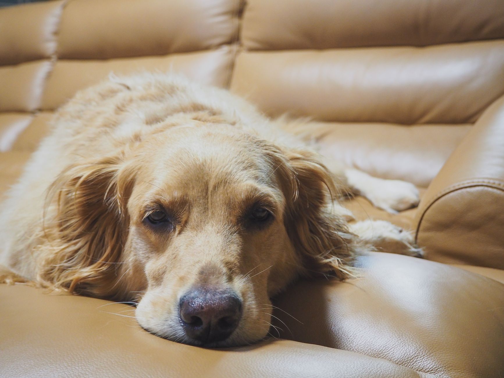 Adorable sleepy Golden Retriever dog lying on comfortable leather couch and looking at camera