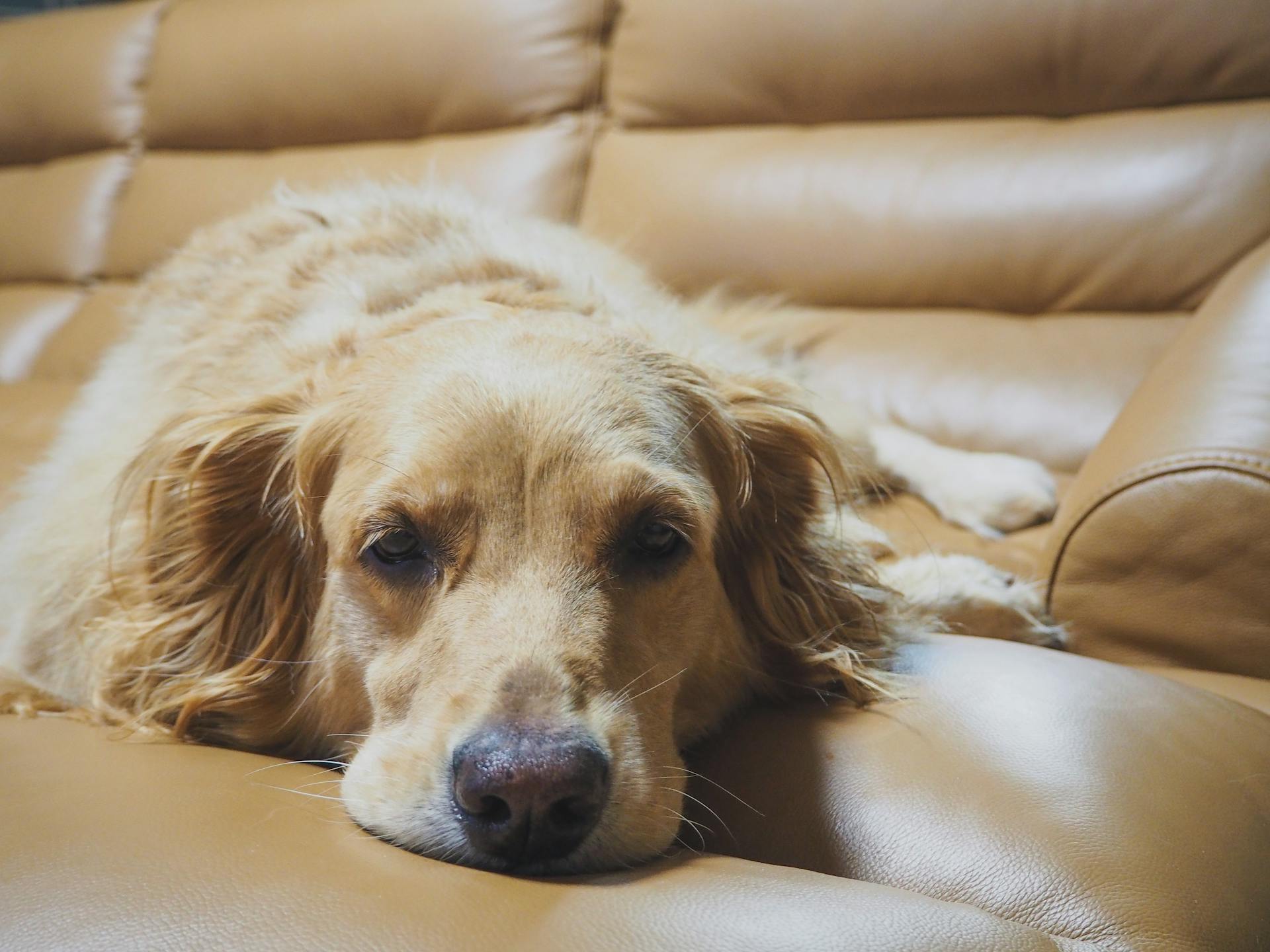 Söt sömnig Golden Retriever hund som ligger på bekväm lädersoffa och tittar på kameran