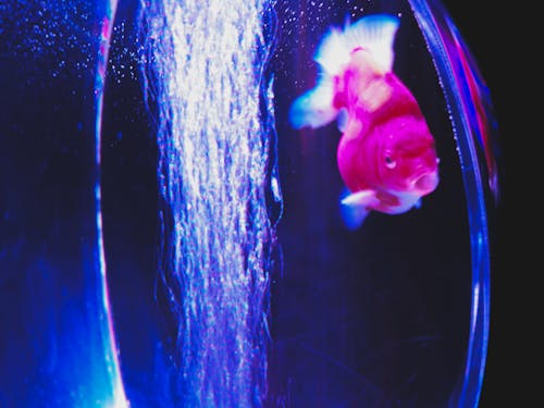 Through glass of cute Pearlscale fancy goldfish swimming in aquarium with crystal clear water and bright illumination