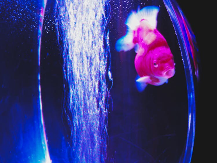 Adorable Goldfish Swimming In Aquarium Water With Glowing Blue Light