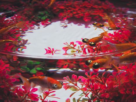 粉红色的水生植物环绕着迷人的鹰眼金鱼，营造出一片宁静的水下栖息地