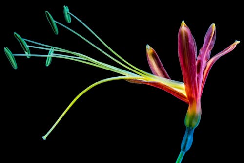 Gratuit Imagine de stoc gratuită din a închide, floare, floră Fotografie de stoc