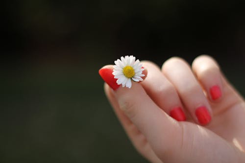 Person Mit Roter Maniküre, Die Weiße Blütenblattblume Hält