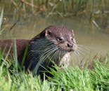 池塘附近，野生水獭正在休息，这是对其自然栖息地的详细特写