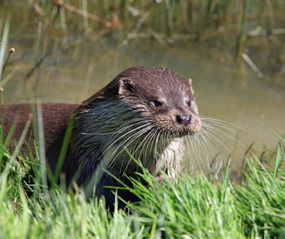 池塘附近，野生水獭正在休息，这是对其自然栖息地的详细特写