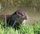 otter