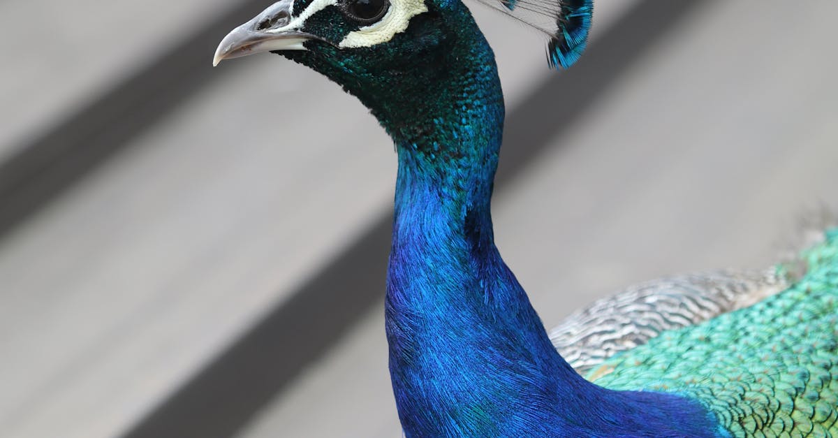 Free stock photo of bird, peacock