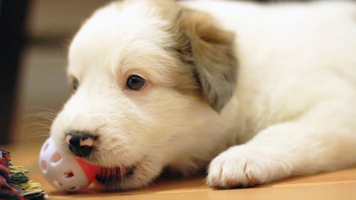 Fotos de stock gratuitas de bola de perro, cachorro, cachorro jugando