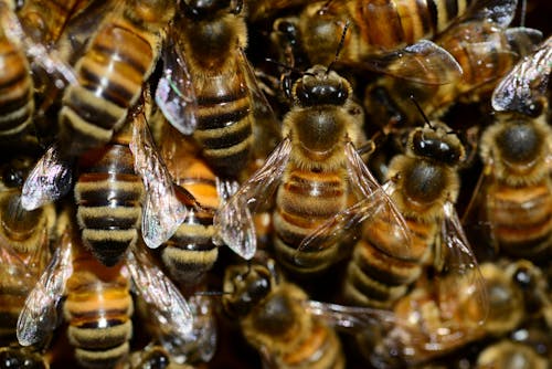 бесплатная Мед пчелы Стоковое фото