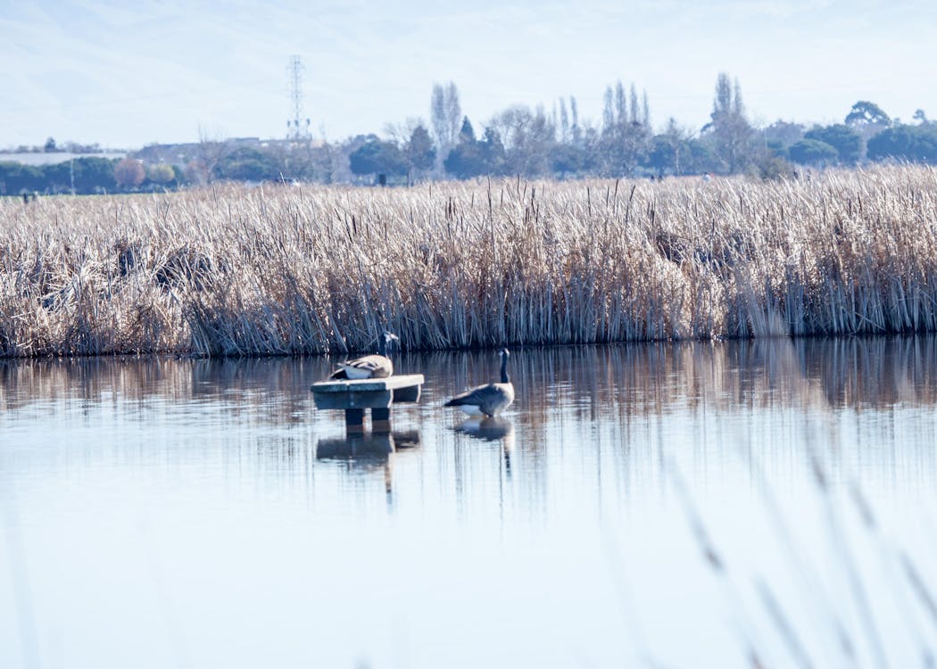 Free stock photo of body of water, canadian geese, cattails Stock Photo