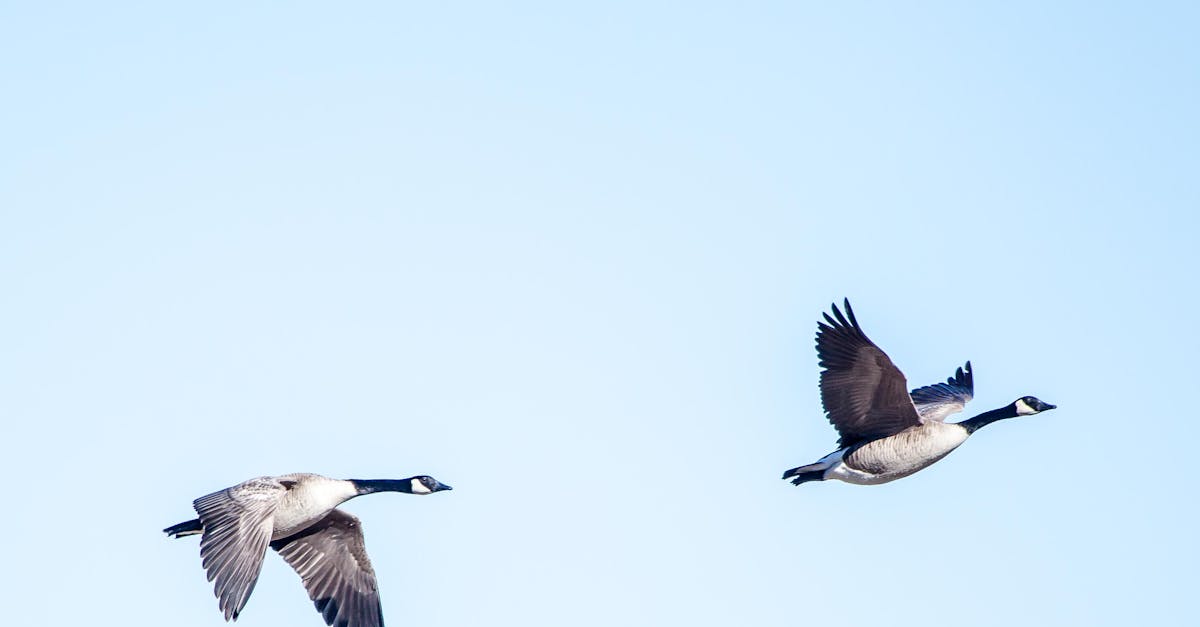 Free stock photo of flying, geese, inflight