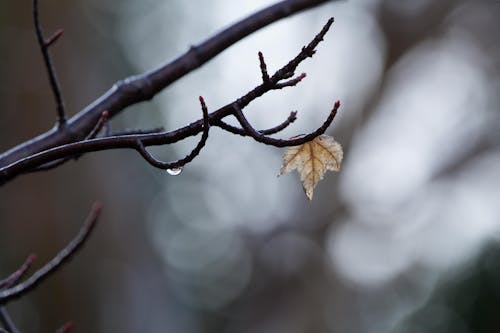 Free stock photo of maple leaf, tree branches, water drop Stock Photo