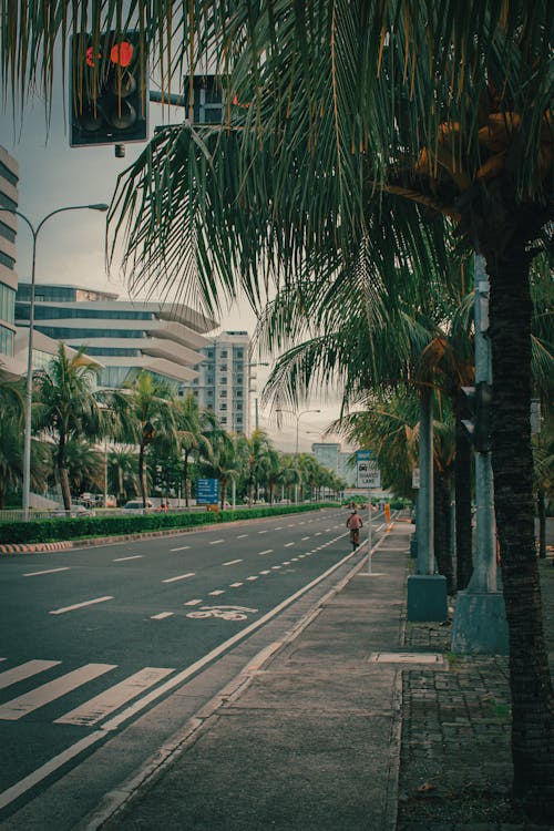 Palm Tree over a Sidewalk