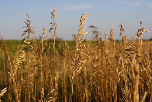 Foto d'estoc gratuïta de germinat de blat, terra de past