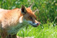 在自然界的绿叶丛中，一只红狐正在舔鼻子，这一幕被户外捕捉到了