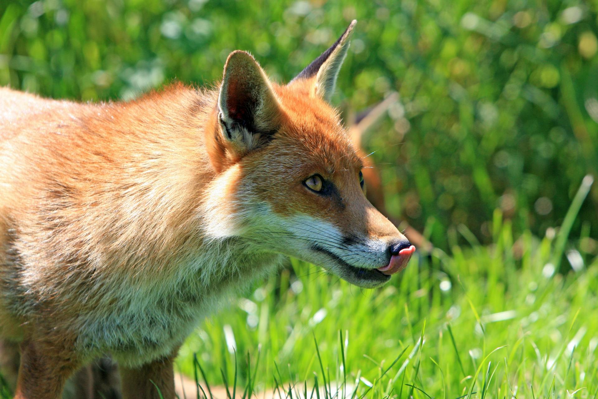 Le renard se pique la langue