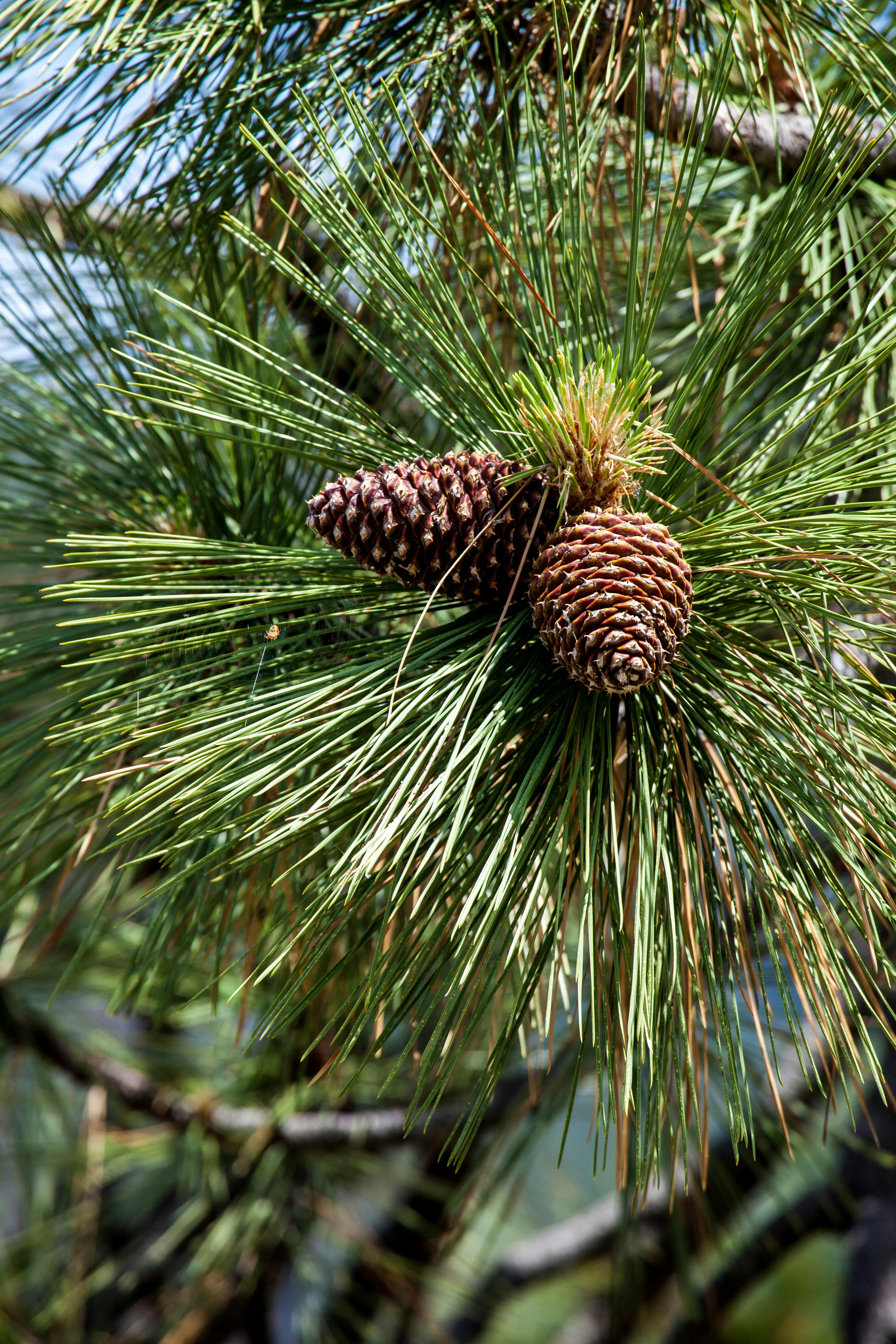 Free stock photo of cones, fir tree, pine cone