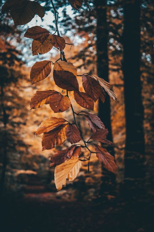 Free A close-up of dried brown leaves in a tranquil autumn forest, perfect for seasonal themes. Stock Photo