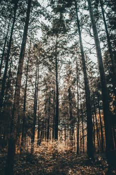A serene view of a dense autumn forest with towering trees and golden foliage.