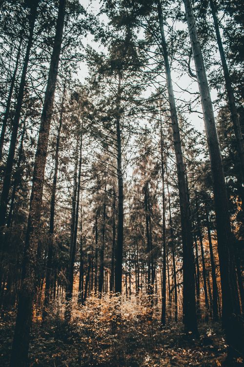 Free A serene view of a dense autumn forest with towering trees and golden foliage. Stock Photo