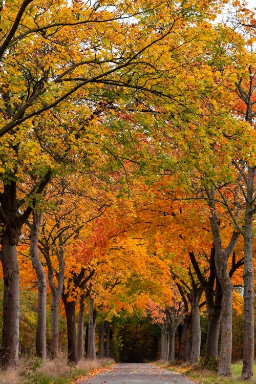 Free stock photo of autumn, road, trees