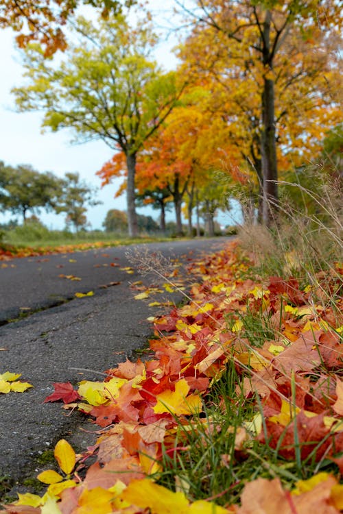 Free stock photo of autum, leafs, road