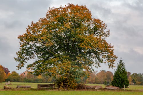 Free stock photo of autumn, tree