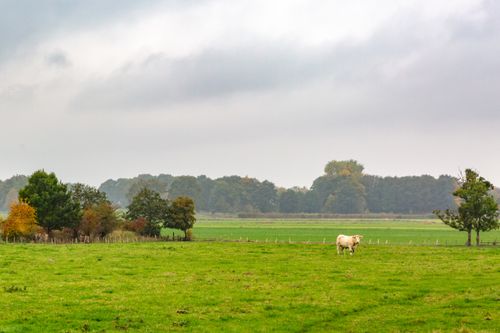 Free A serene rural landscape in Germany with a cow on lush green fields. Stock Photo