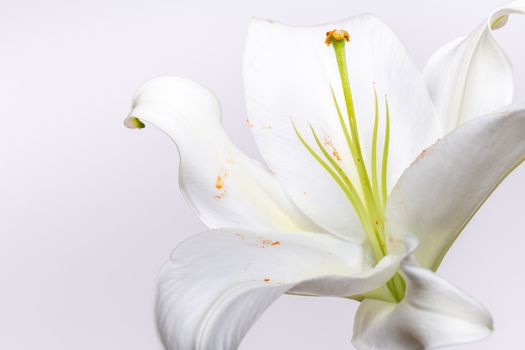 Blossoming lily with green pistil and stamens among curved petals with pollen on white background