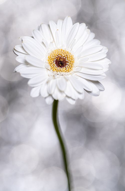 Blooming Gerbera with tender petals on light background
