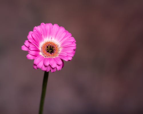 Blooming Gerbera with gentle pink petals on brown background