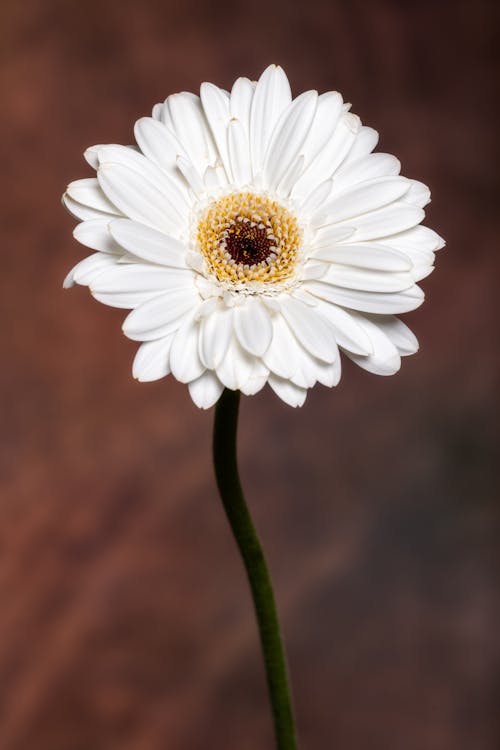 Blossoming Gerbera with delicate petals and pleasant aroma