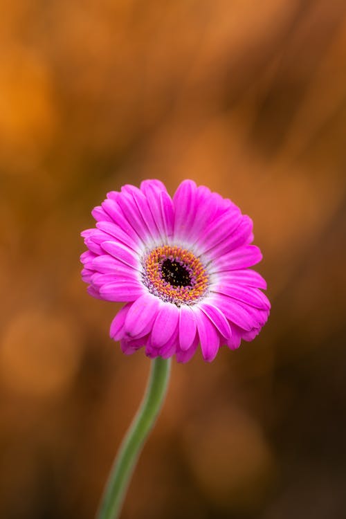 Colorful blooming flower with gentle petals and pleasant scent growing on thin stalk on blurred background
