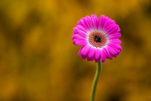 Blossoming pink Gerbera with tender petals in summer