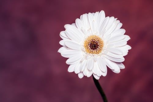 Blossoming white flower with gentle oval shaped petals and yellow center on blurred background