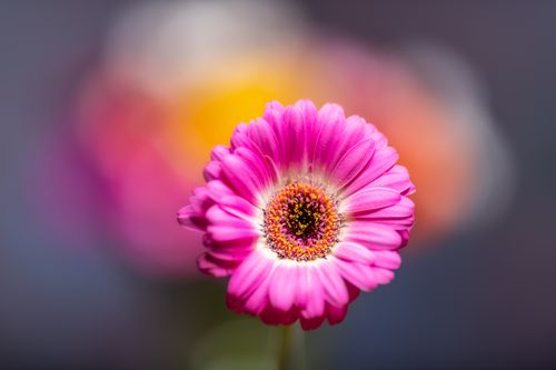 Free Blossoming pink flower with delicate oval shaped petals and pleasant aroma on blurred background Stock Photo