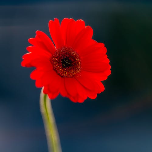 Bright tropical red flower with delicate petals and pleasant aroma on dark blurred background