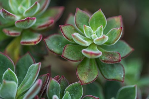From above of green succulent plants with pointed foliage and blots growing on blurred background