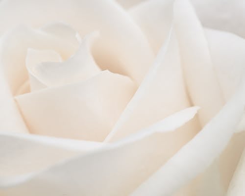 Macro of blossoming white flower with delicate petals and pleasant scent on blurred background