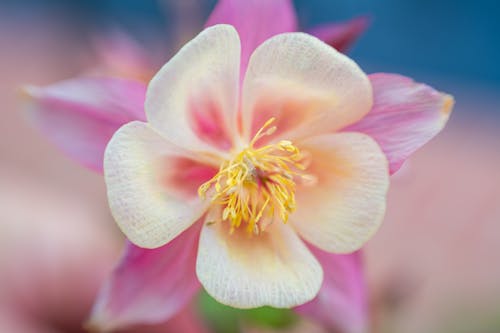 Free Overhead view of blossoming Aquilegia with gentle petals and thin pistils with stamens on colorful background Stock Photo